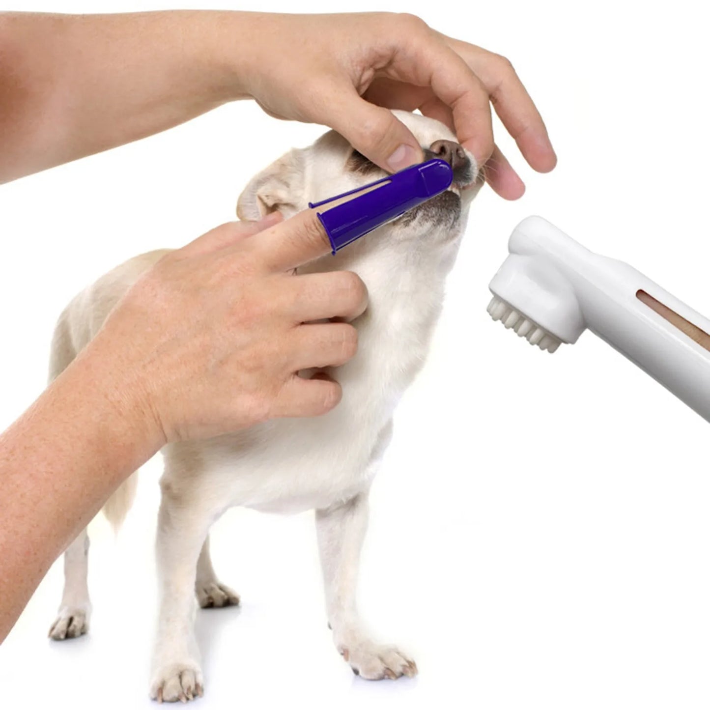 Personne brossant les dents d’un chien avec une brosse à doigt et une brosse dentaire pour hygiène bucco-dentaire canine