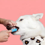 Nettoyage des dents d’un chien avec une brosse à dents doigt en silicone bleu pour hygiène bucco-dentaire animale