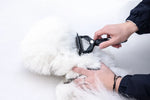 Brosse Anti Noeud Chien