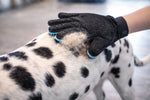 Gant brosse anti poils utilisé sur un chien pour retirer les poils morts facilement grâce aux picots en silicone