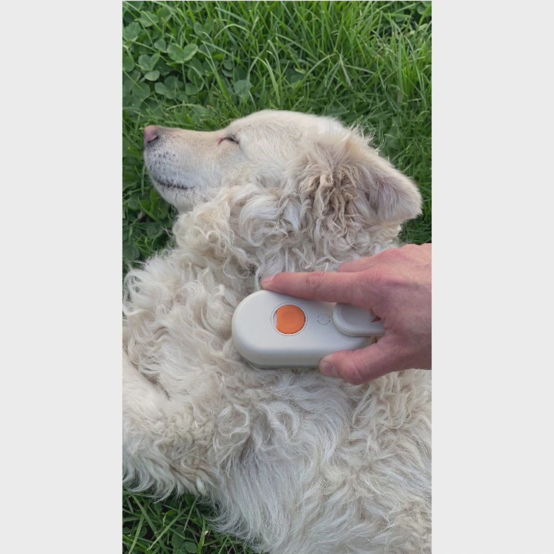 Charger la vidéo : brosse à vapeur en action sur le pelage d'un chien